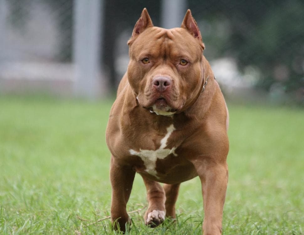 Internan en terapia intensiva a una bebé de 2 años tras mordedura de pitbull en Tucumán