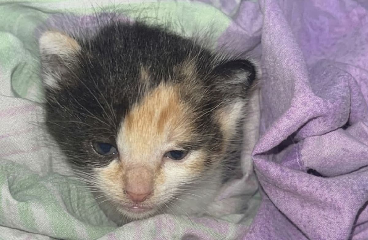 Denuncia penal en Tafí Viejo por el ataque con rifle de aire a dos gatitos recién nacidos