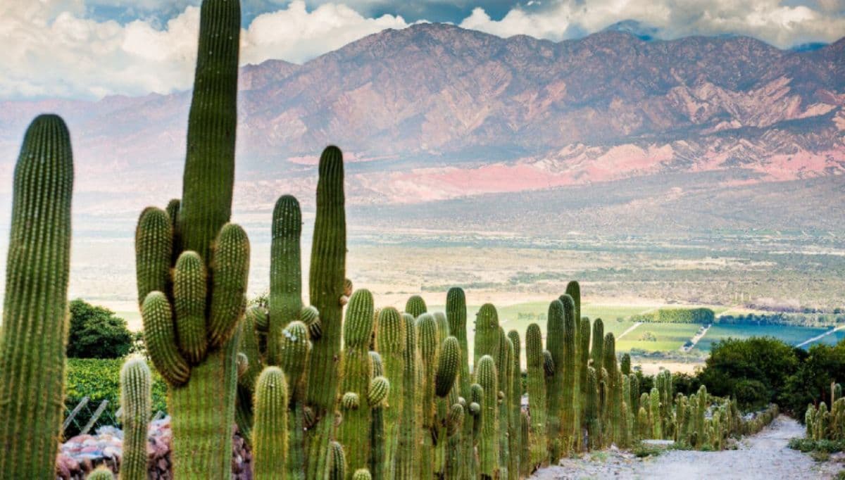 Un hostel de Cafayate canjea cama y desayuno por 25 horas semanales de trabajo voluntario